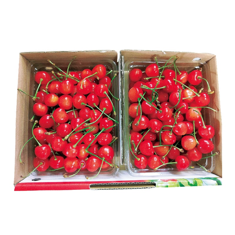 さくらんぼ佐藤錦1kg(M〜L混)