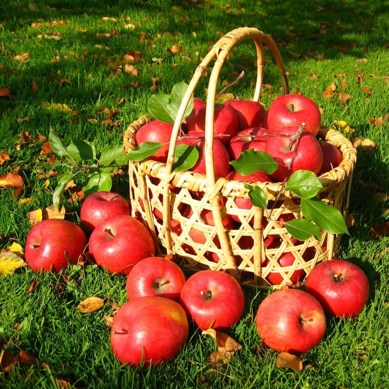 �T���ӂ��@���ƒ�p�@�T����