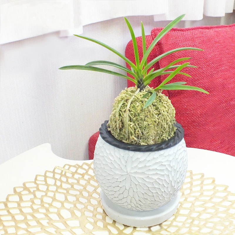 日本の伝統園芸「富貴蘭」富貴蘭 風蘭 蘭 白のデザイン丸陶器鉢