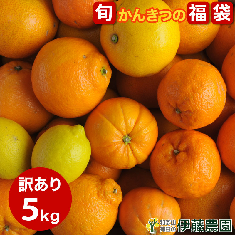 �ɓ��_�� �{�̊��k�̕��� ���񂫂ދl�ߍ��킹 �󂠂� 5����