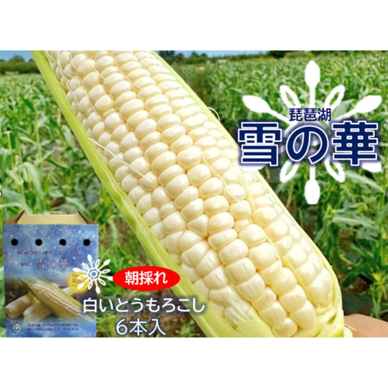 ��̉؁i�����Ƃ����낱���j6�{��