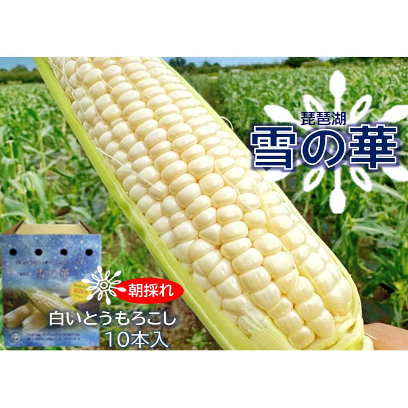 ��̉؁i�����Ƃ����낱���j10�{��