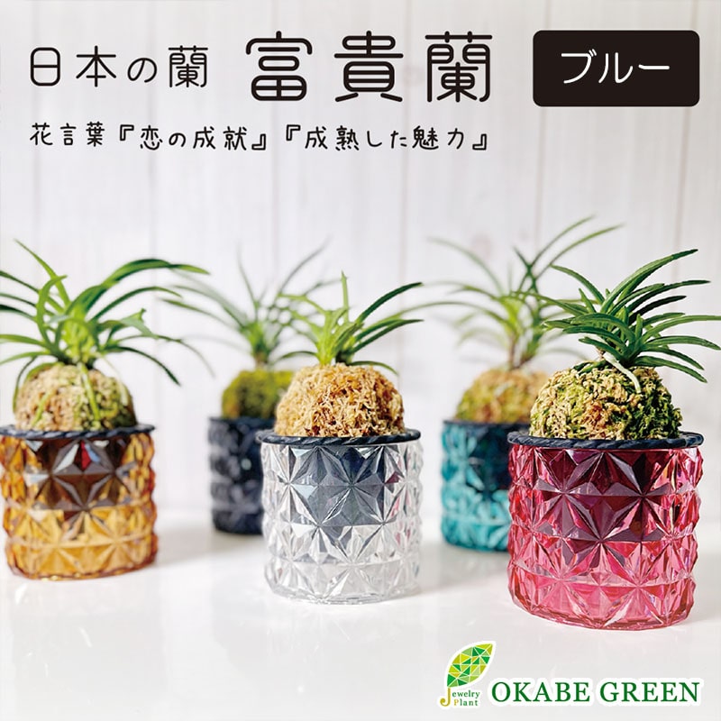 日本の蘭 富貴蘭(キラキラ アクリルポット/アンティークブルー)