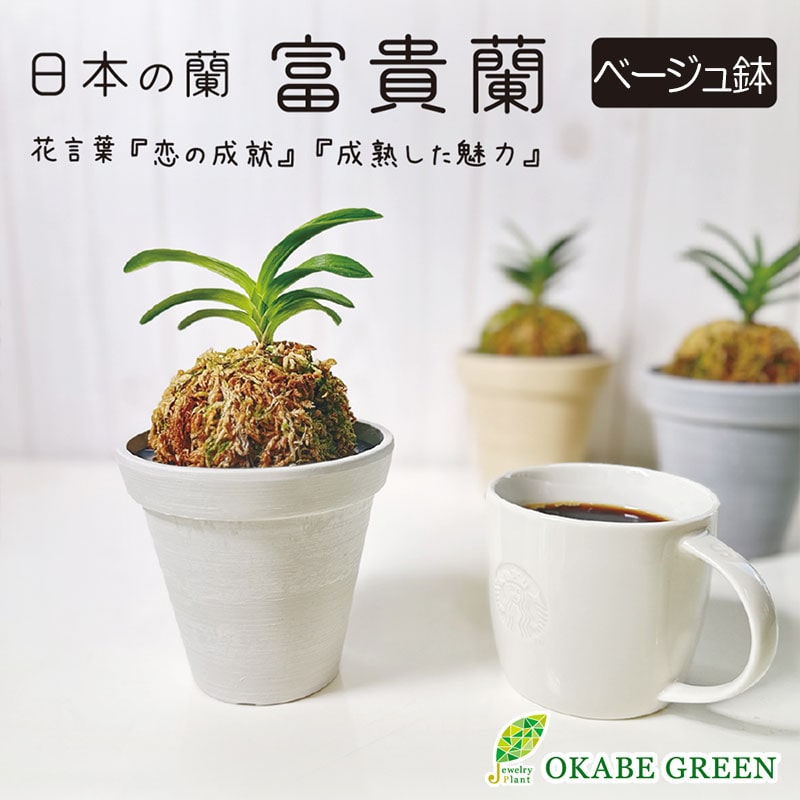 観葉植物用 8号鉢 植え替え土セット｜郵便局のネットショップ