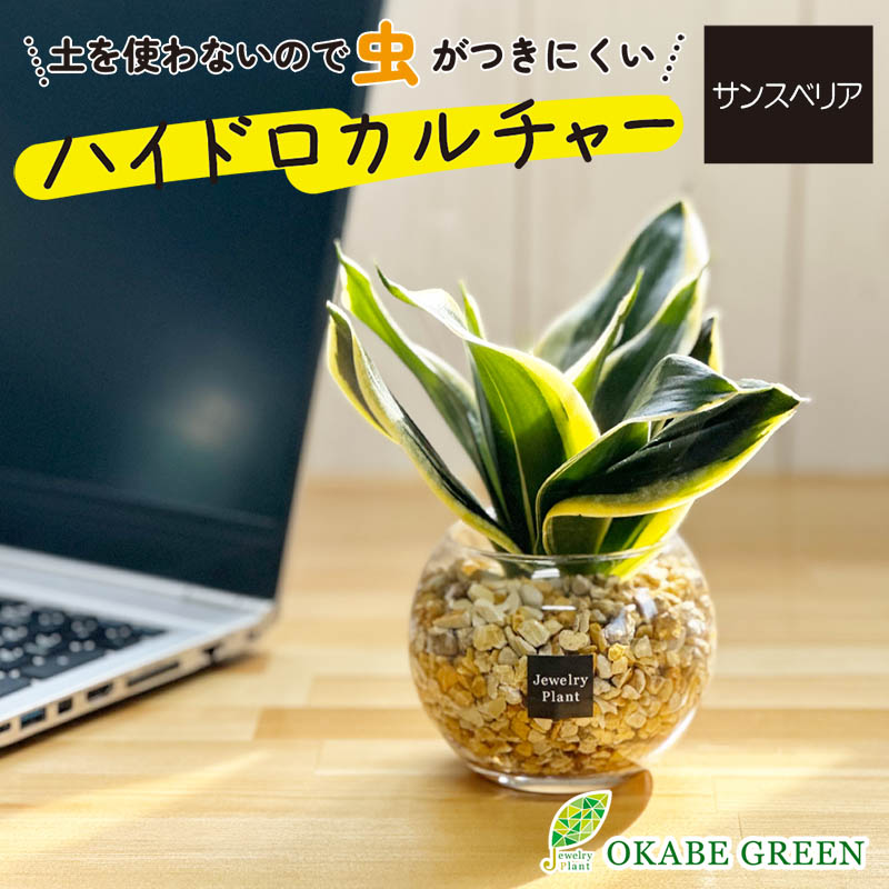 【信頼】 ガジュマルの木 ベラボン｜郵便局の 4.5号 ベージュセラアート鉢 トップス