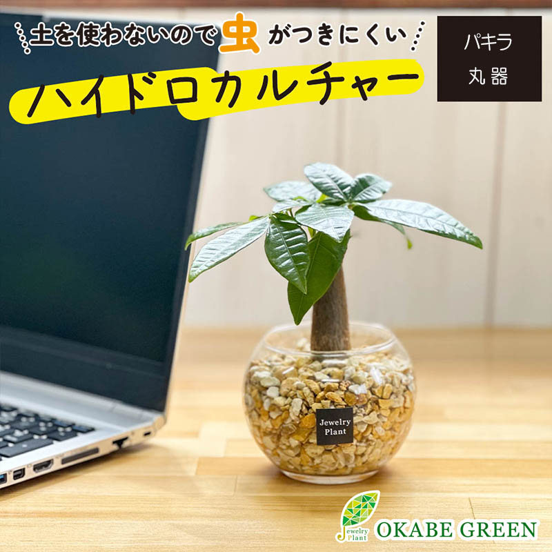 パキラ ハイドロカルチャー ベージュゼオライト(丸器)