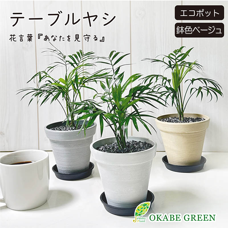 テーブルヤシ エコポット鉢 黒石付 4号(ベージュ)