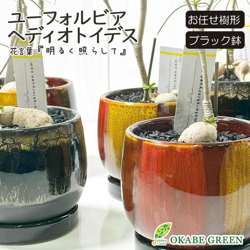 ユーフォルビア　へディオトイデス ユーフォルビア：ヘディオトイデス 2.5号ポット の通販 | 園芸ネット