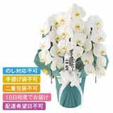 ���{�̋ɂ݁@�v�����X�@�R�{���`�@�Q�k�T�C�Y�@���ĎD�L��y�����p�z