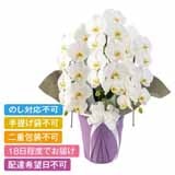 ���{�̋ɂ݁@�v�����X�@�R�{���a�@�R�k�T�C�Y�y�����p�z