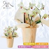 ���{�̋ɂ݁@�Ӓ����u�~�f�B�@�t�H�[�`�����U���c�}���v�Q�{���y�c���p�z