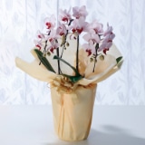 ���{�̋ɂ݁@�Ӓ����u�~�f�B�@���[�x�v�R�{���y�c���p�z