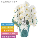 ���{�̋ɂ݁@�v�����X�@�R�{���`�@�Q�k�T�C�Y�y�����p�z