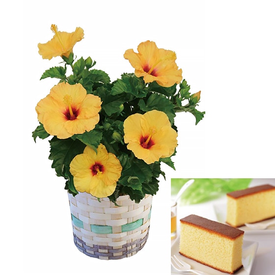 ハイビスカスと蜂蜜かすてら